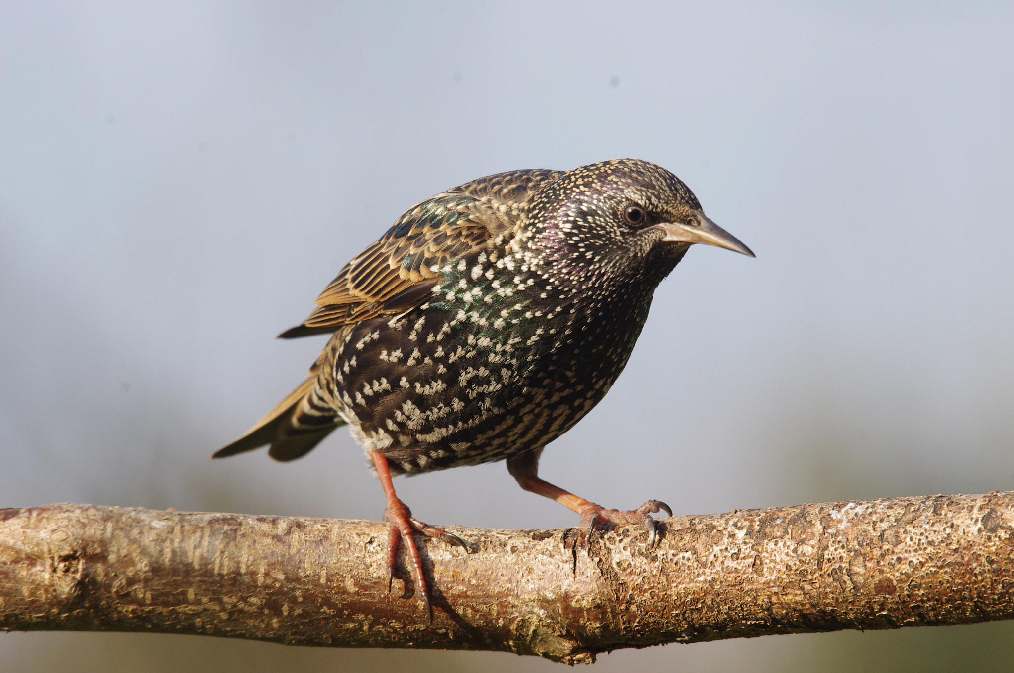 Pentax K-x + Sigma 150-500mm F5-6.3 DG OS HSM sample photo. Starling photography