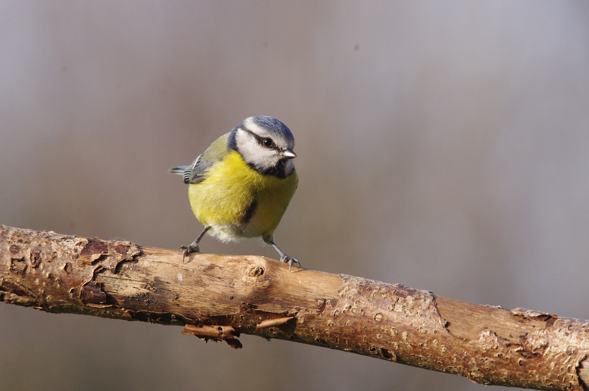 Pentax K-x + Sigma 150-500mm F5-6.3 DG OS HSM sample photo. Blue tit photography