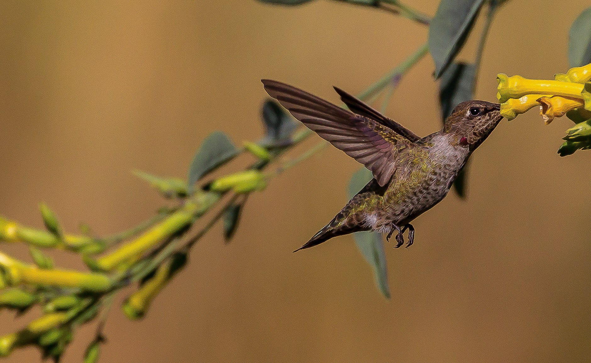 Canon EF 70-300mm F4-5.6L IS USM sample photo. Yummy photography