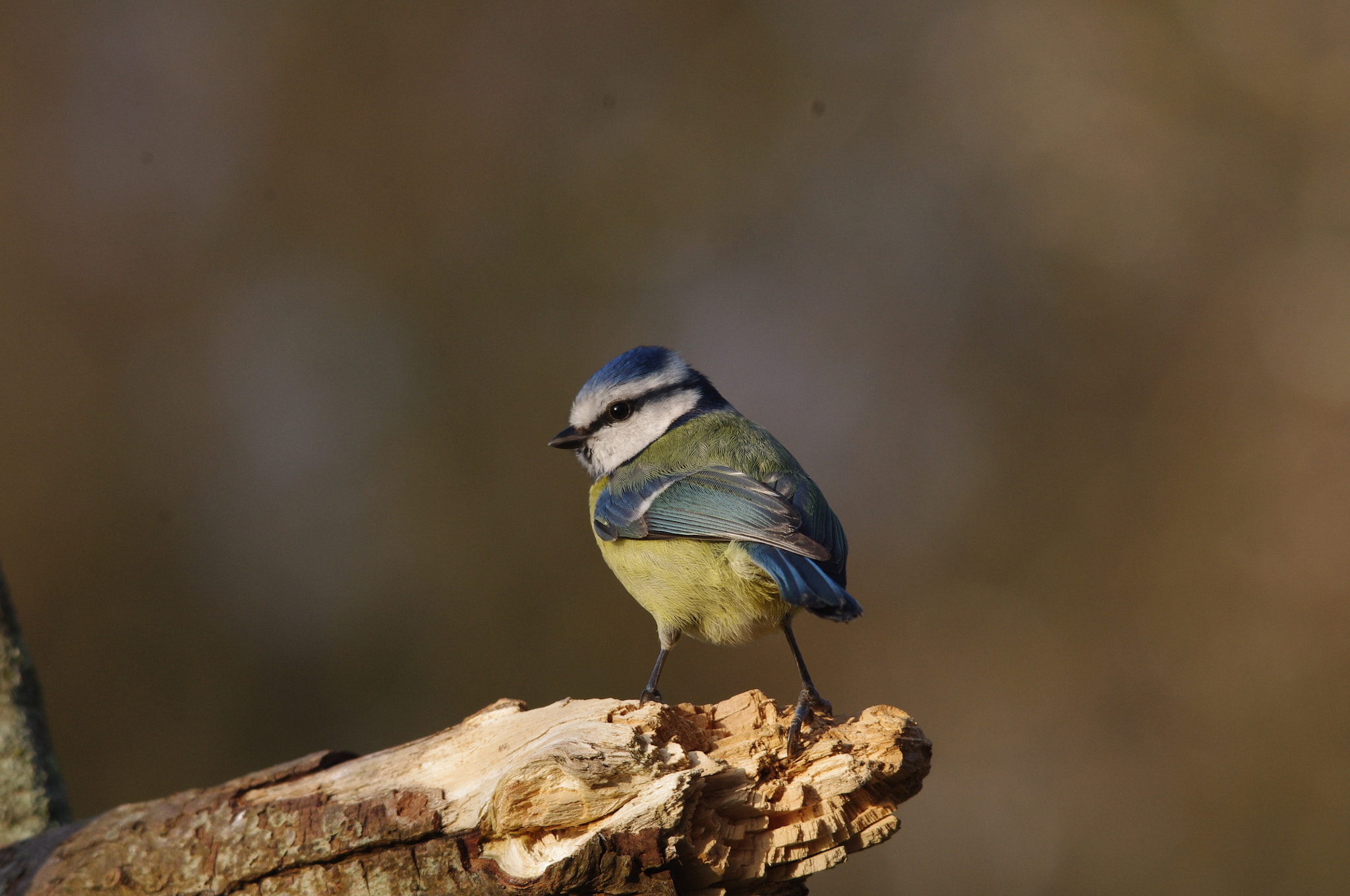 Pentax K-x + Sigma 150-500mm F5-6.3 DG OS HSM sample photo. Blue tit photography