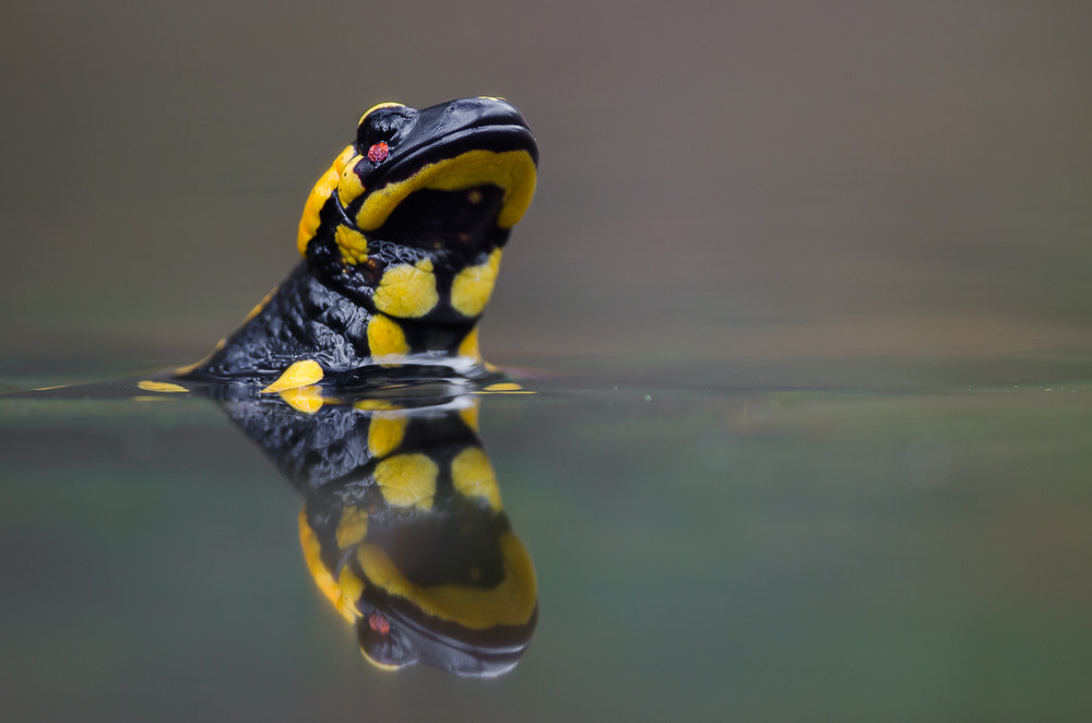 Nikon D5100 + Nikon AF-S Nikkor 300mm F4D ED-IF sample photo. Feuersalamander photography