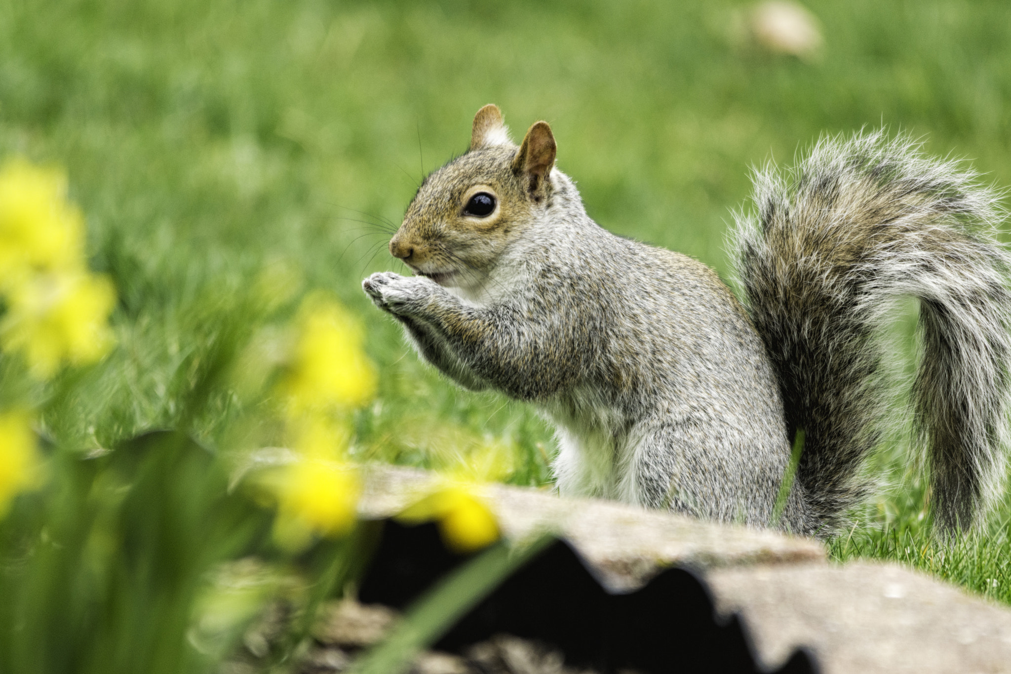Sigma 150-500mm F5-6.3 DG OS HSM sample photo. Praise photography