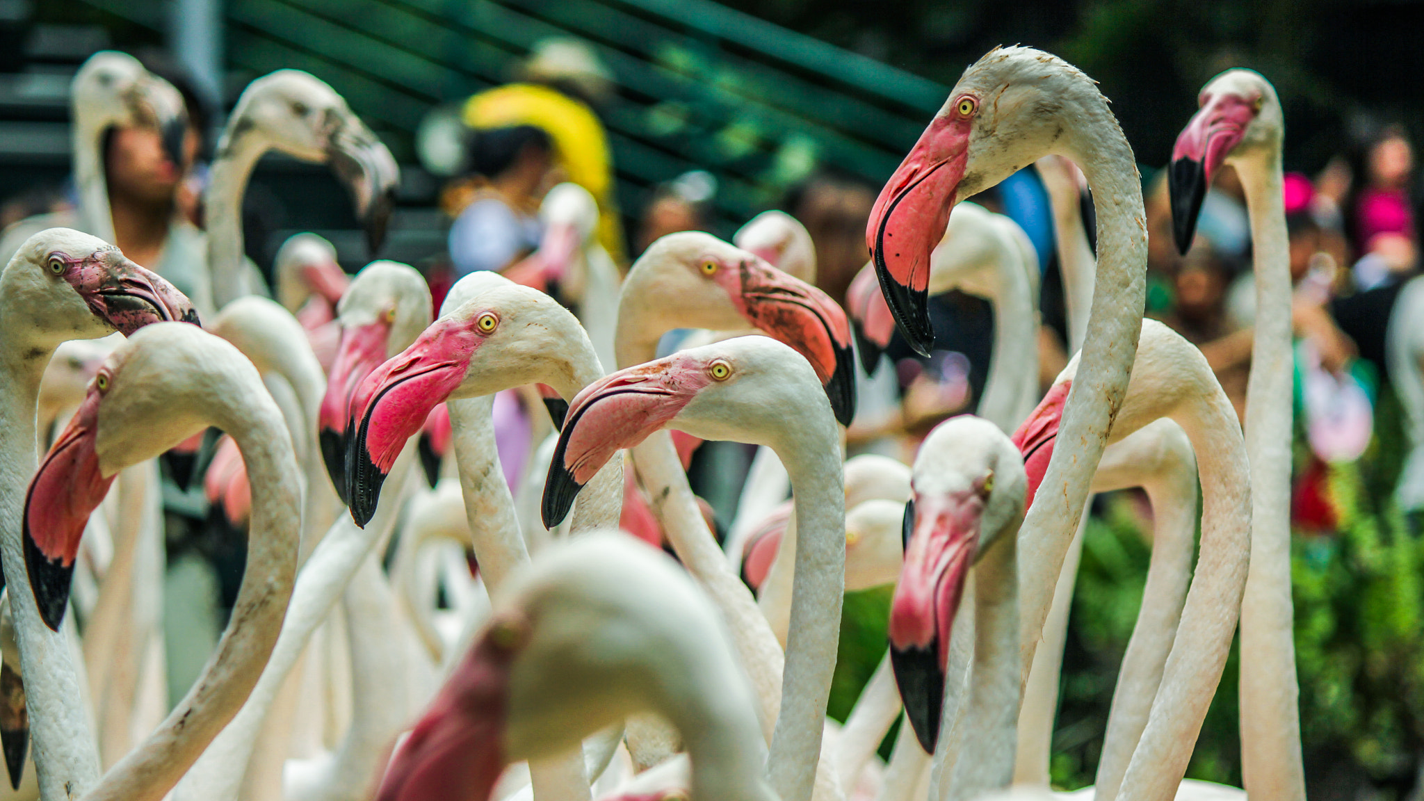Canon EOS 550D (EOS Rebel T2i / EOS Kiss X4) sample photo. Flamingo photography