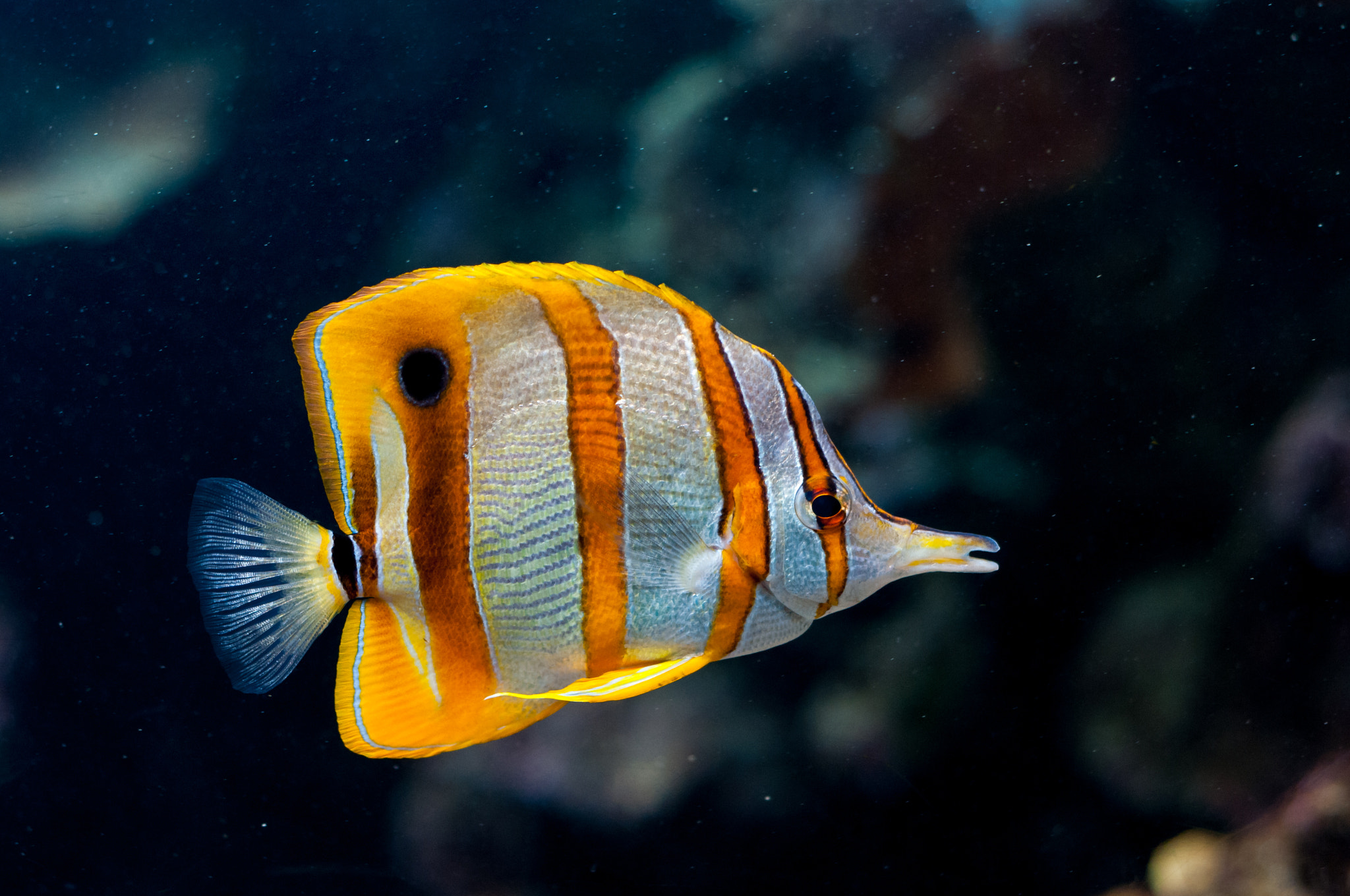 Nikon D300 + AF Nikkor 50mm f/1.8 sample photo. Poisson tropical photography