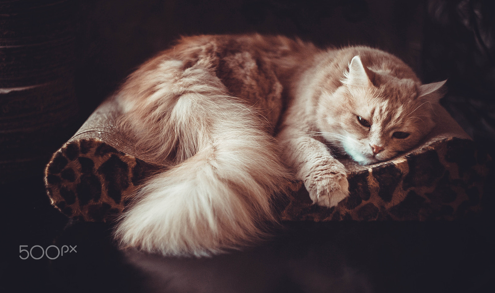 Canon EF 35-80mm f/4-5.6 sample photo. Ginger cat photography