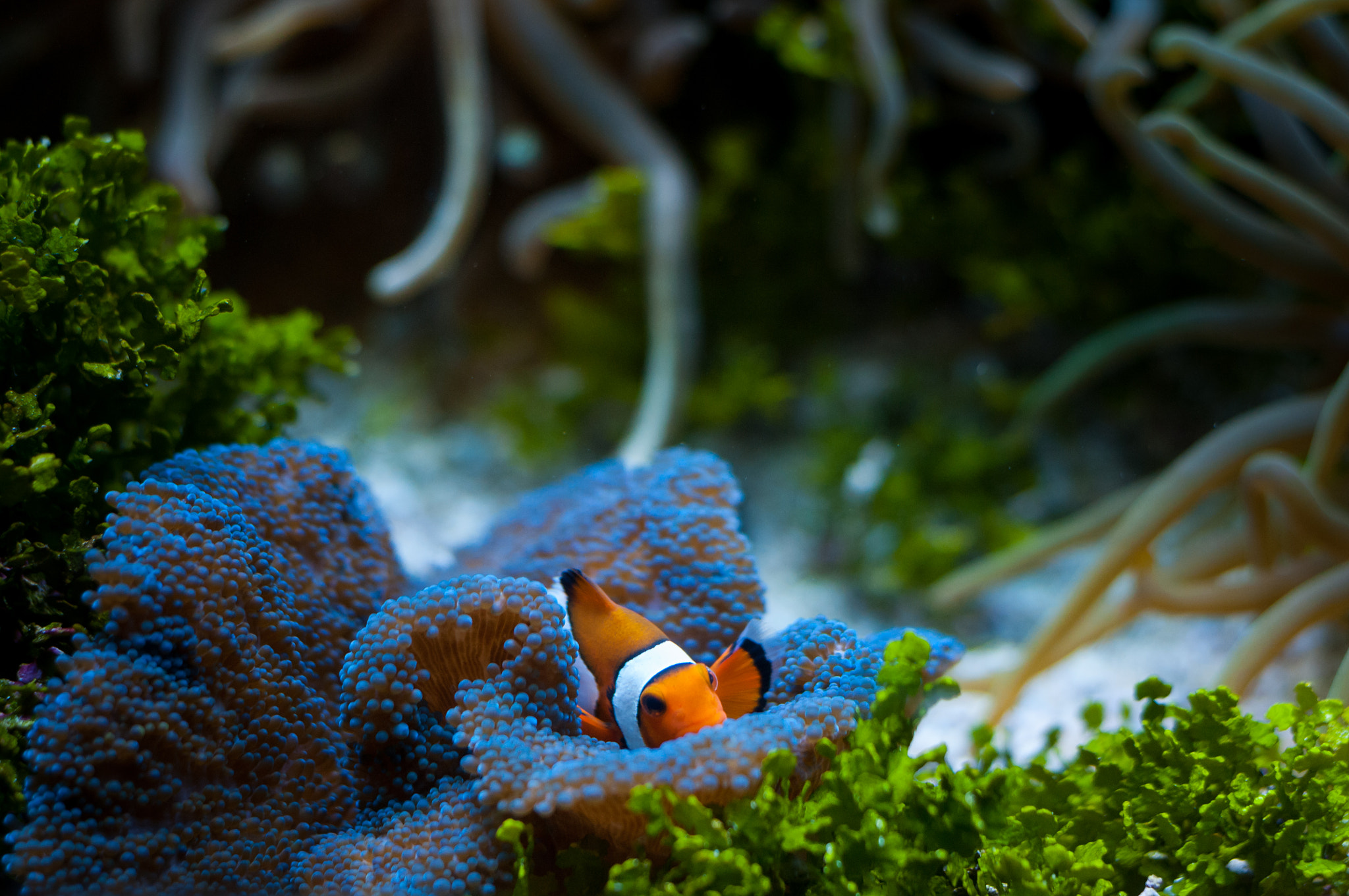 Nikon D300 + AF Nikkor 50mm f/1.8 sample photo. Poisson clown photography