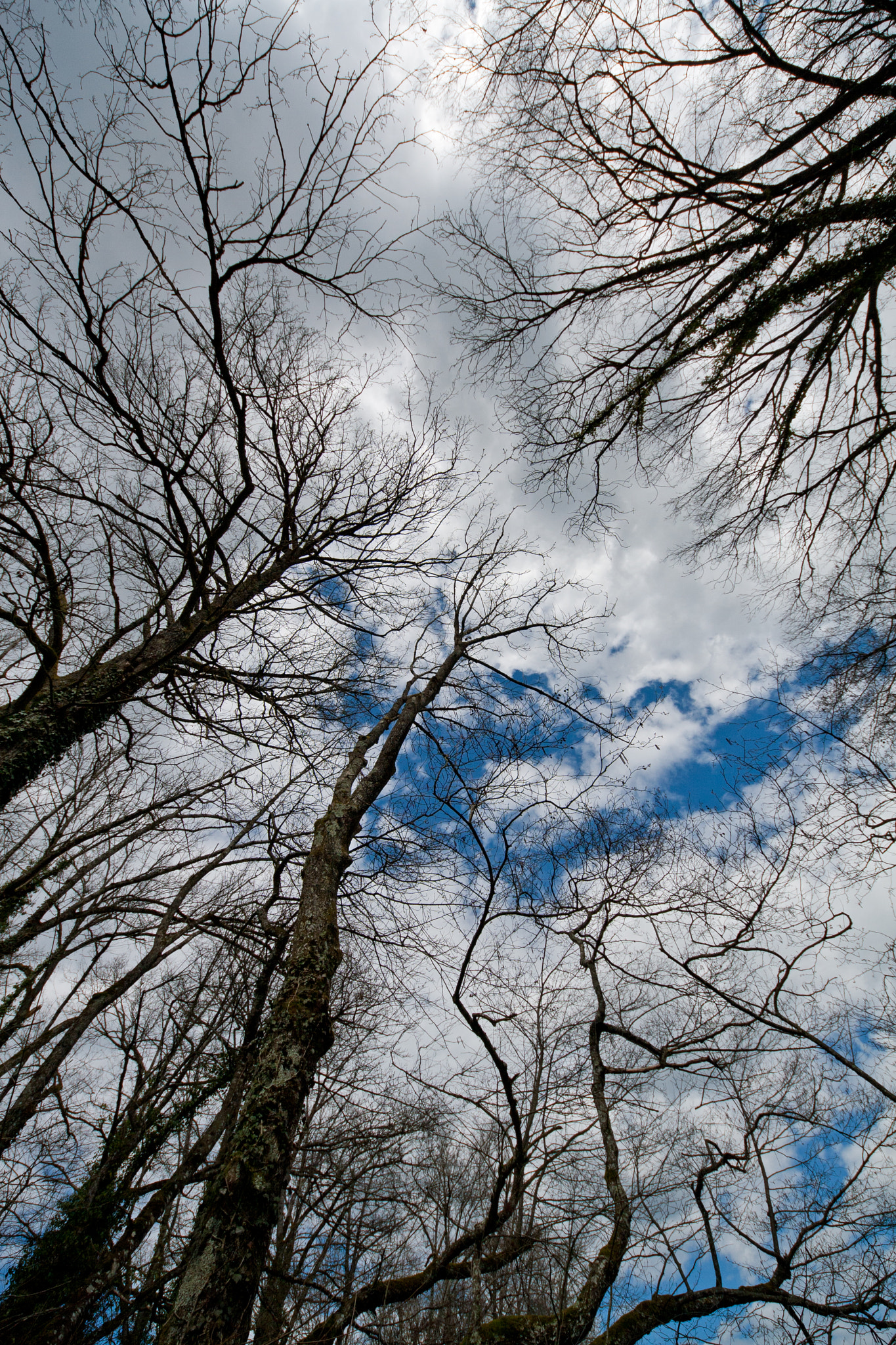 Sigma 8-16mm F4.5-5.6 DC HSM sample photo. Nudité printanière photography