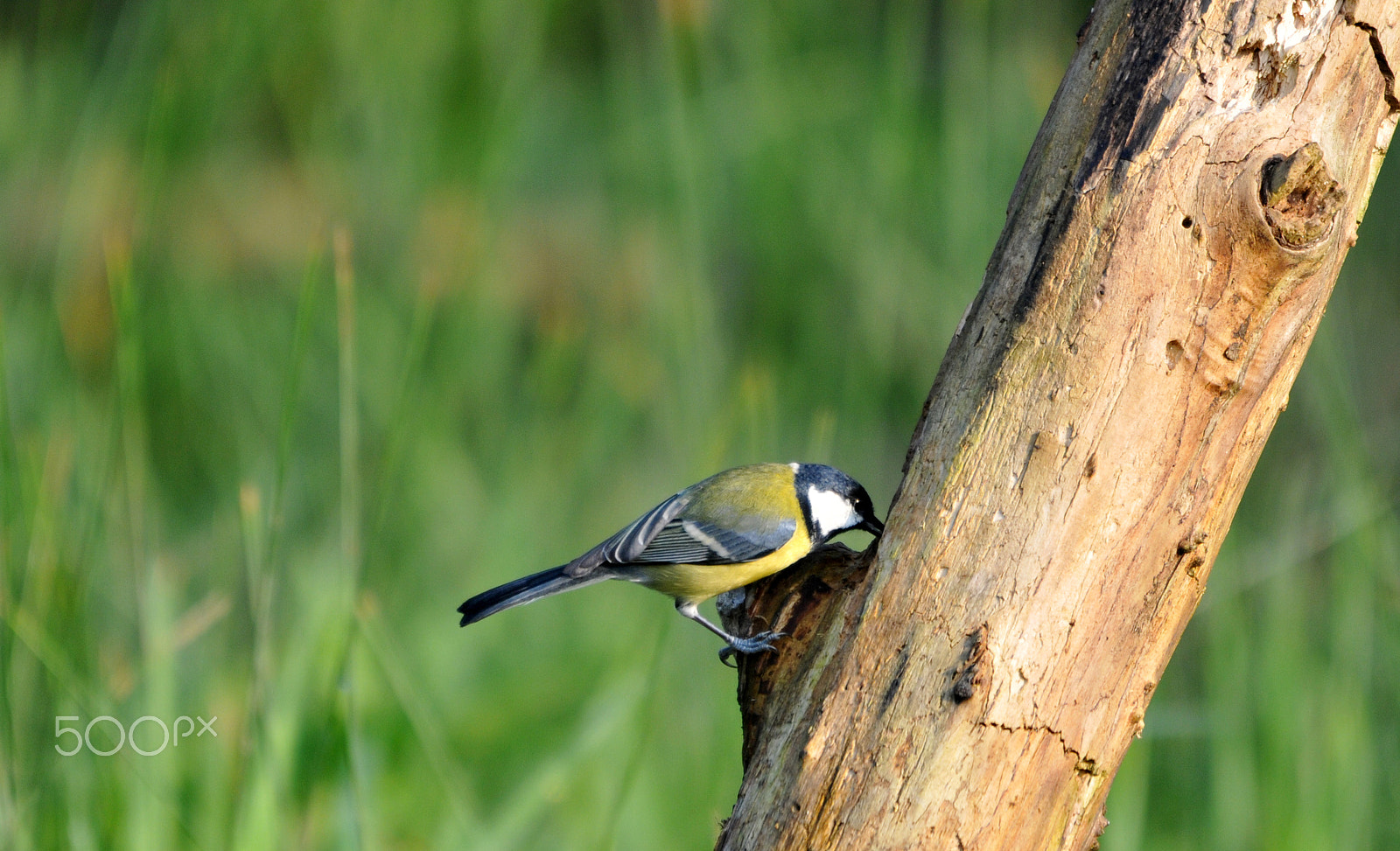 Sigma 120-400mm F4.5-5.6 DG OS HSM sample photo. Bird photography
