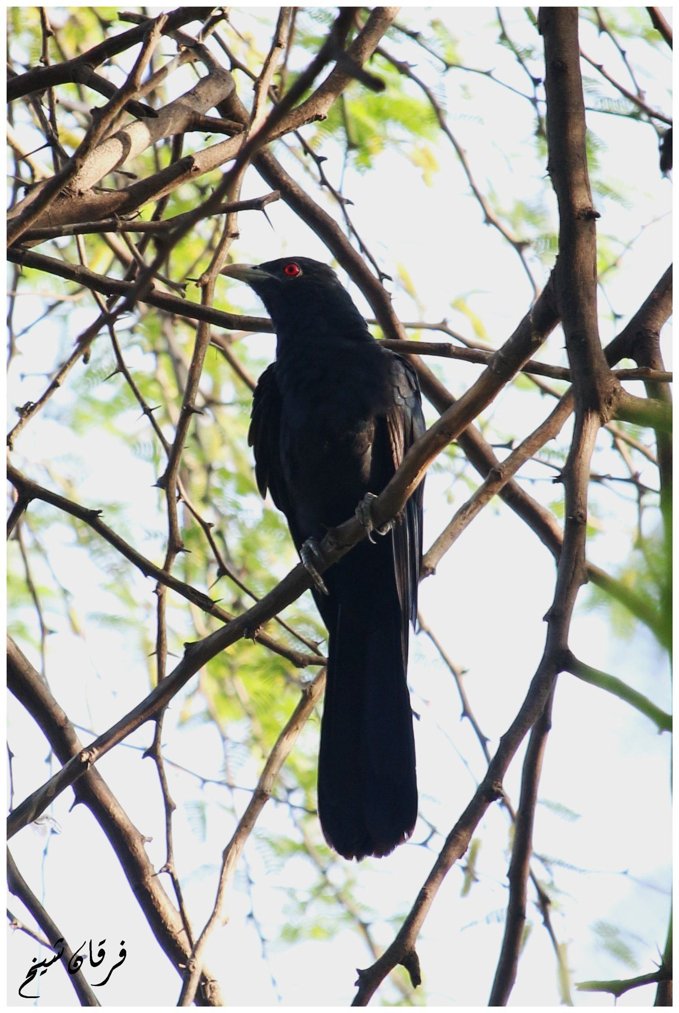 Canon EF-S 55-250mm F4-5.6 IS STM sample photo. Asian koel photography
