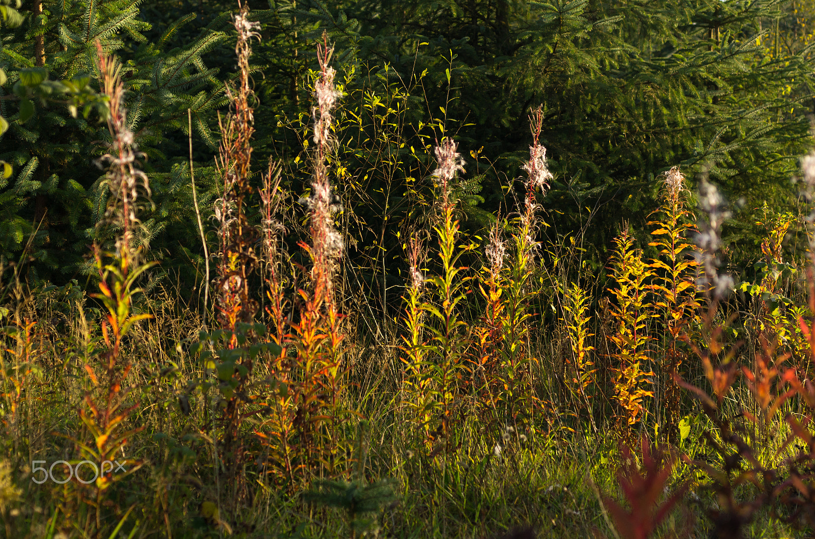 Pentax K-5 sample photo. Wildflowers photography