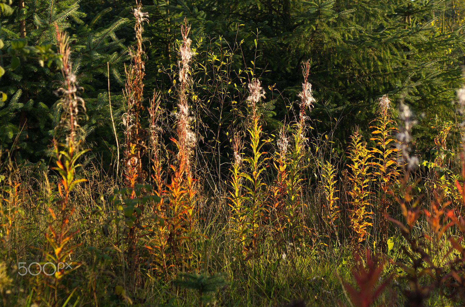 Pentax K-5 + smc PENTAX-F MACRO 50mm F2.8 sample photo. Wildflowers photography