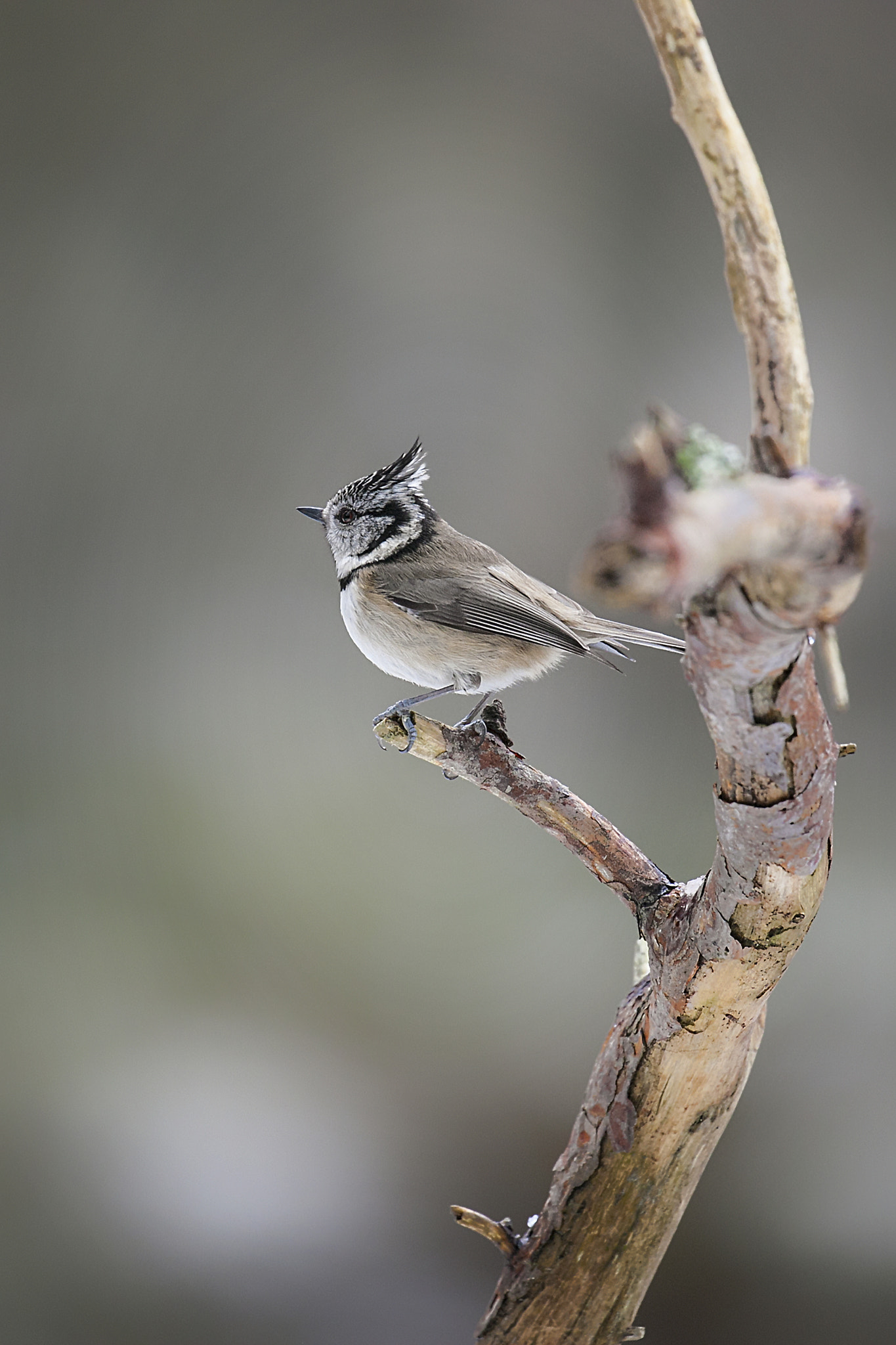 Canon EF 100-400mm F4.5-5.6L IS II USM sample photo. Crested tit photography