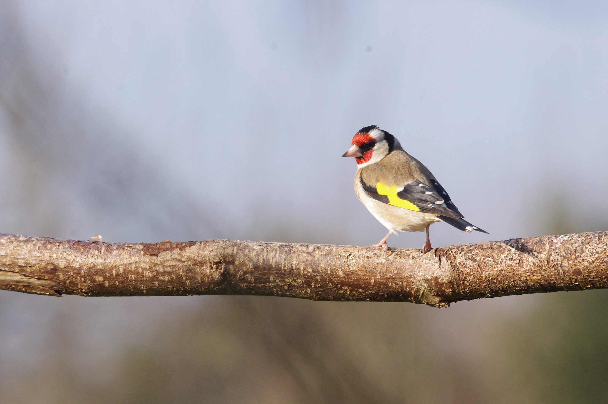 Pentax K-x + Sigma 150-500mm F5-6.3 DG OS HSM sample photo. Goldfinch photography