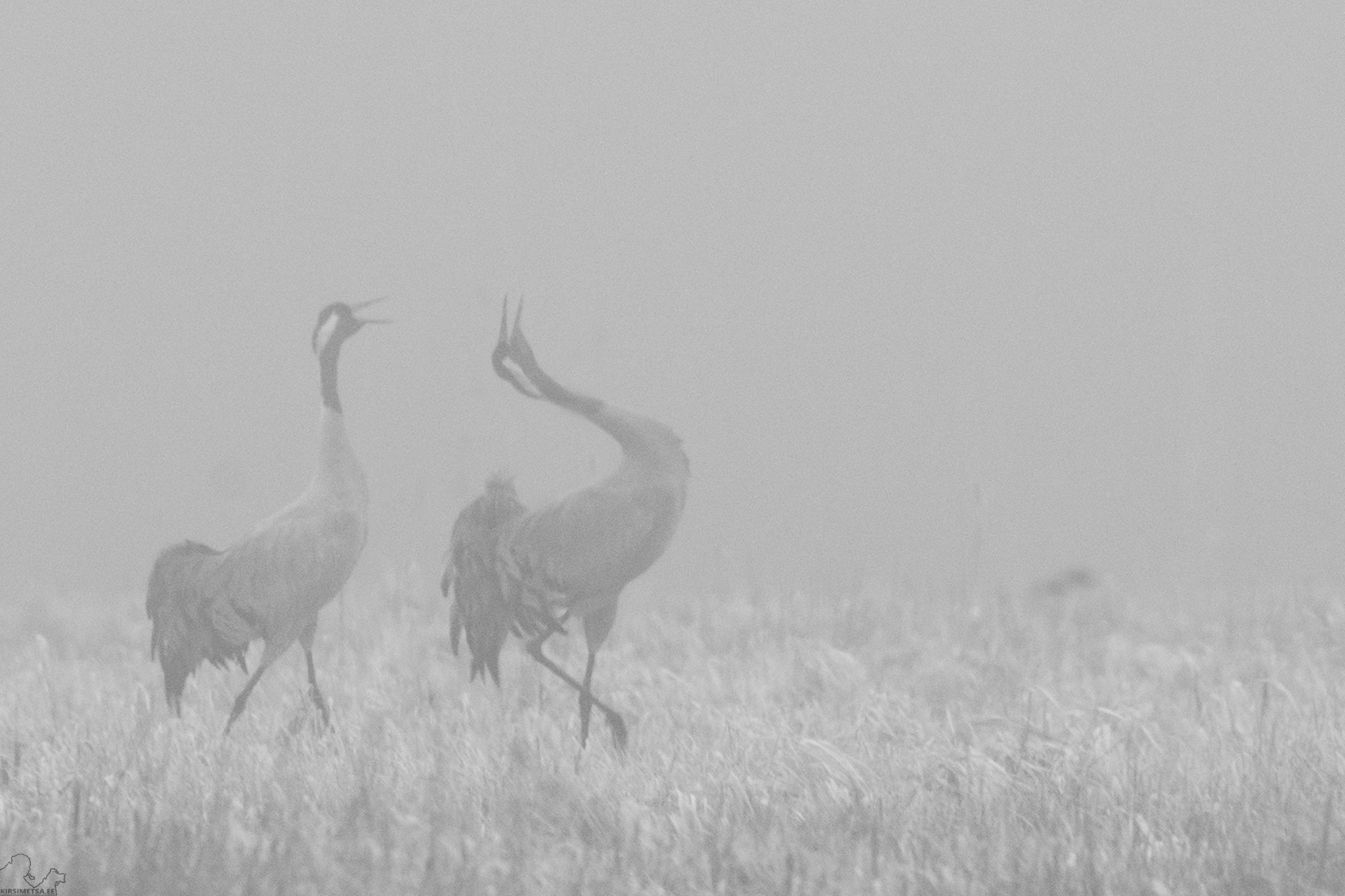 Sigma 150-500mm F5-6.3 DG OS HSM sample photo. Foggy morning photography