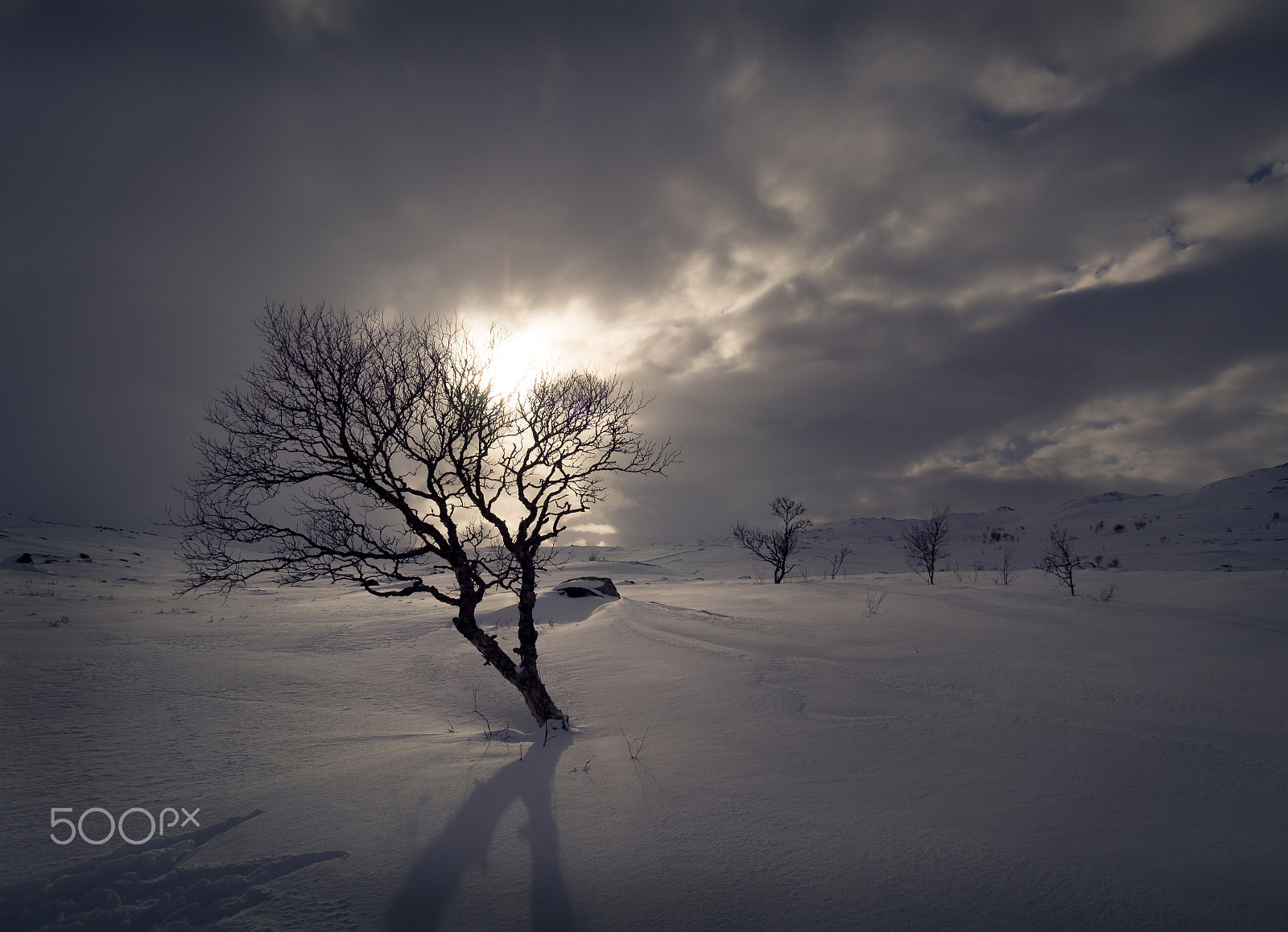 Olympus OM-D E-M5 + Olympus M.Zuiko Digital ED 7-14mm F2.8 PRO sample photo. Lonely tree photography