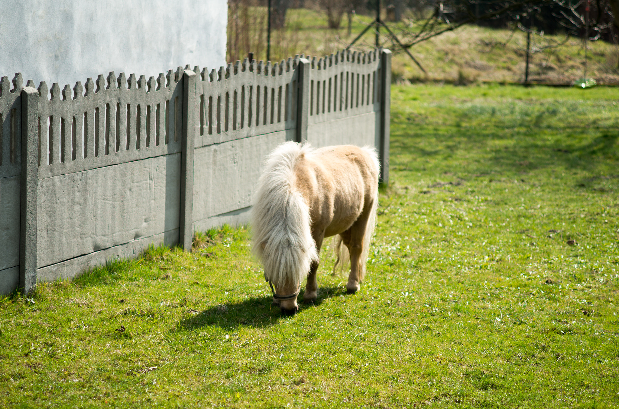 Pentax K-50 + Pentax smc DA 70mm F2.4 AL Limited sample photo. Pony photography