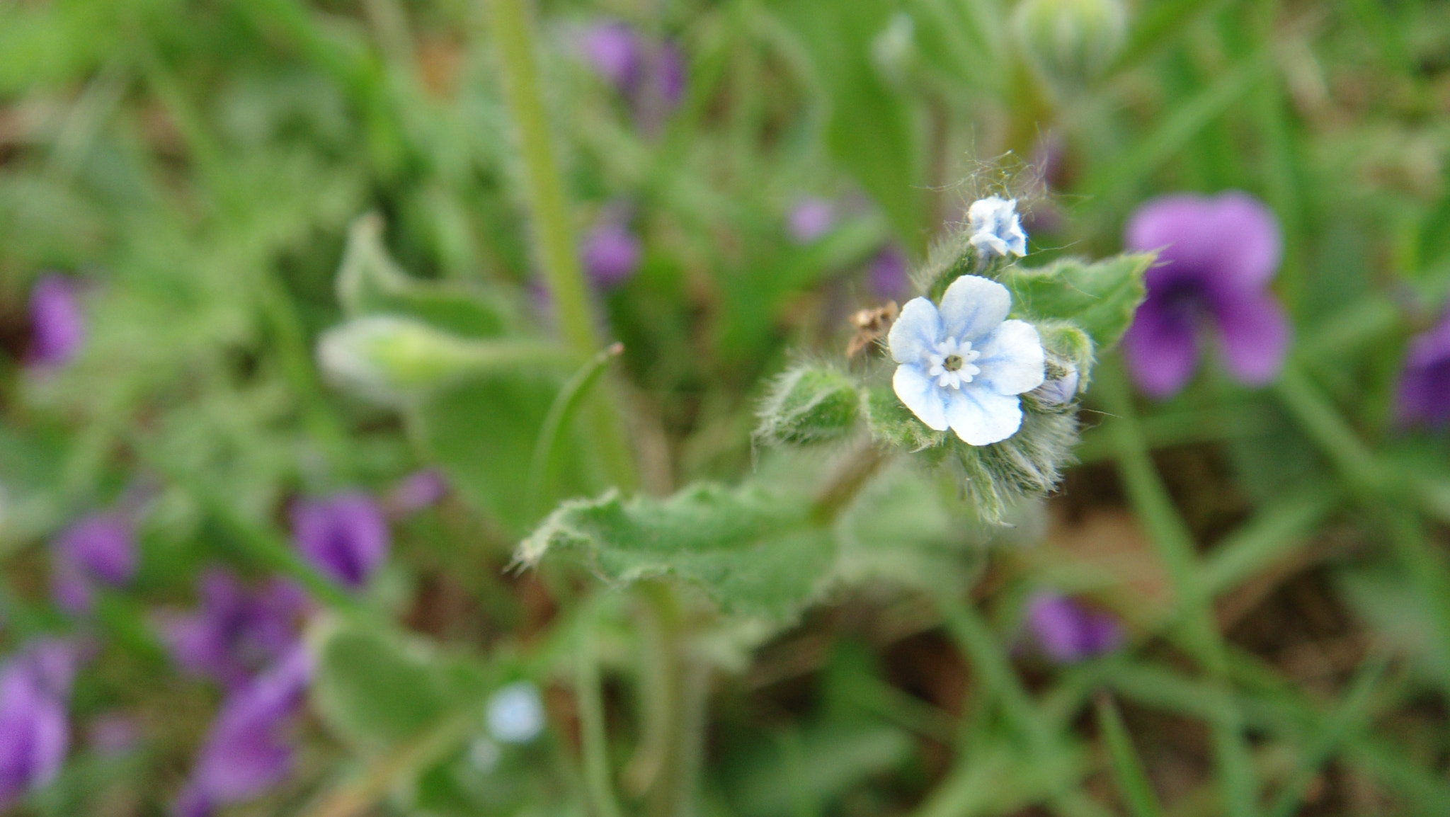 Sony DSC-T500 sample photo