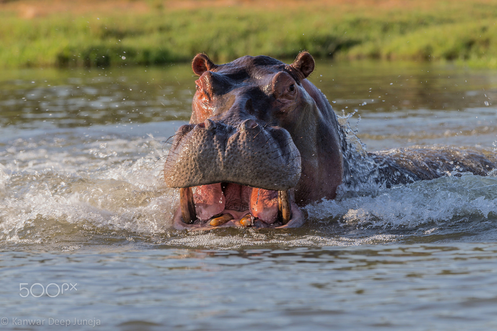 Canon EOS-1D X + Canon EF 70-200mm F2.8L IS II USM sample photo. Hippo attack photography