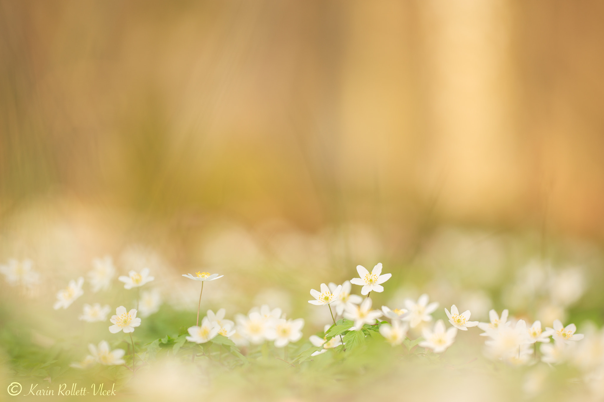 Sigma APO Macro 180mm F2.8 EX DG OS HSM sample photo. Easter parade ;-) photography