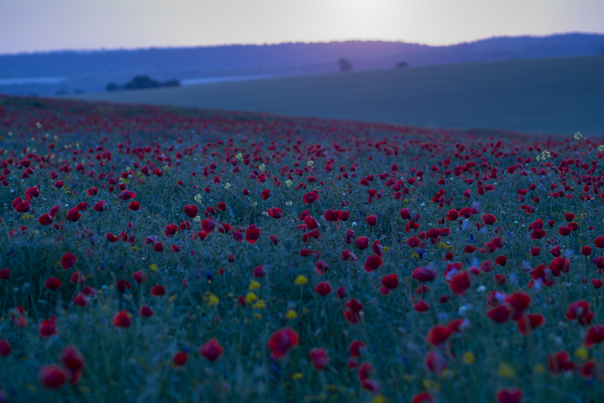 Olympus PEN E-P5 + Olympus M.Zuiko Digital 45mm F1.8 sample photo. Today's sunset photography