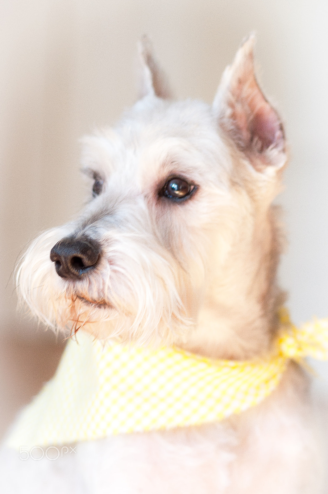 Sigma 105mm F2.8 EX DG Macro sample photo. Sunny photography