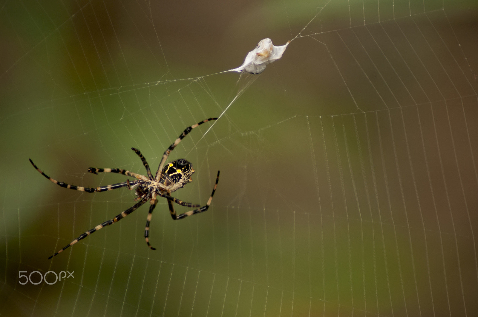 Nikon D40 sample photo. Catching his prey photography