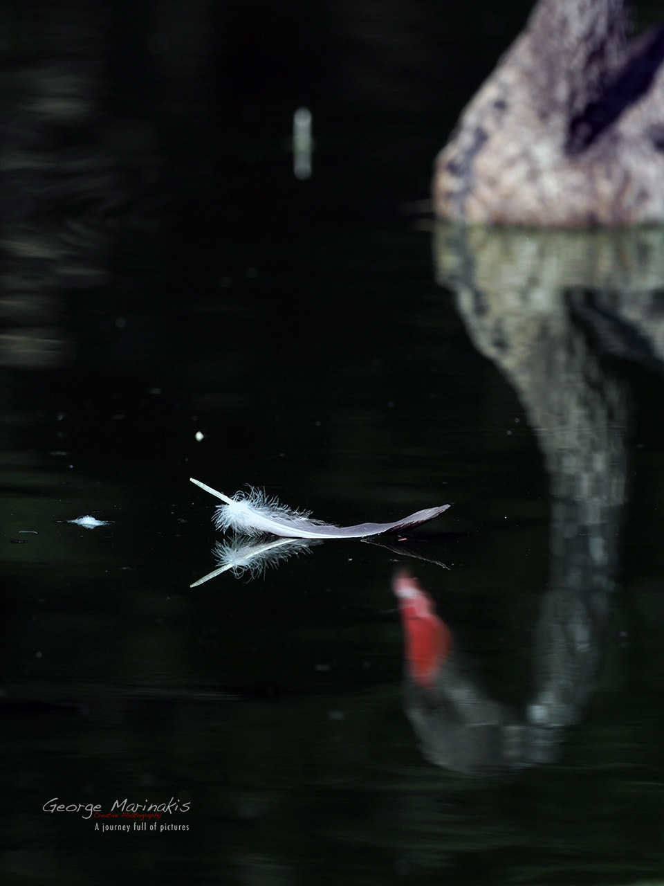 Olympus OM-D E-M5 II + OLYMPUS M.300mm F4.0 sample photo. Swan photography