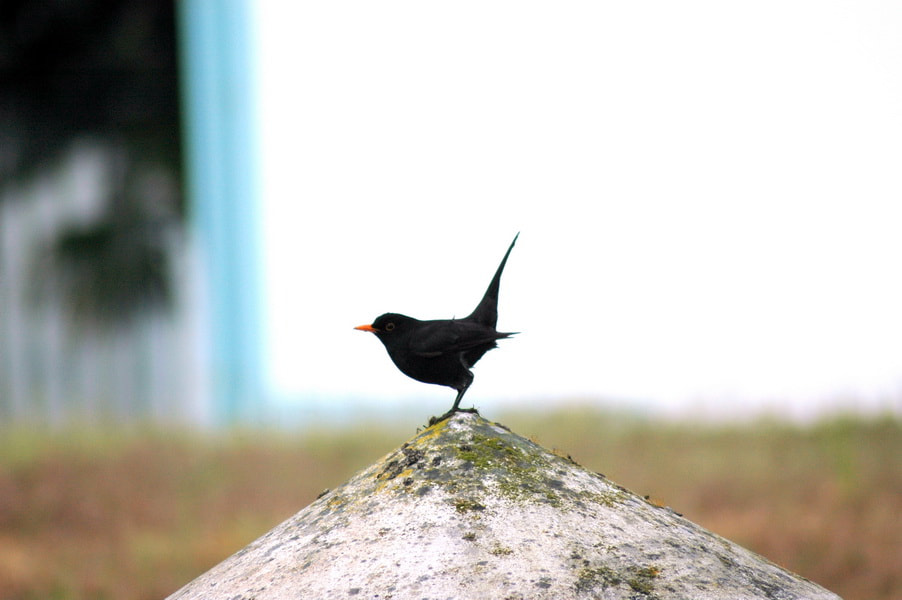 Nikon AF Nikkor 70-300mm F4-5.6G sample photo. # photography