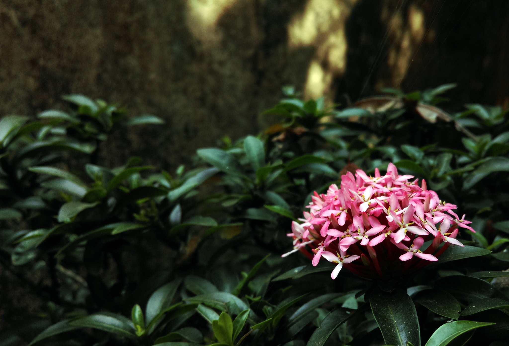 HTC 0P9C8 sample photo. Pink ixora flowers photography
