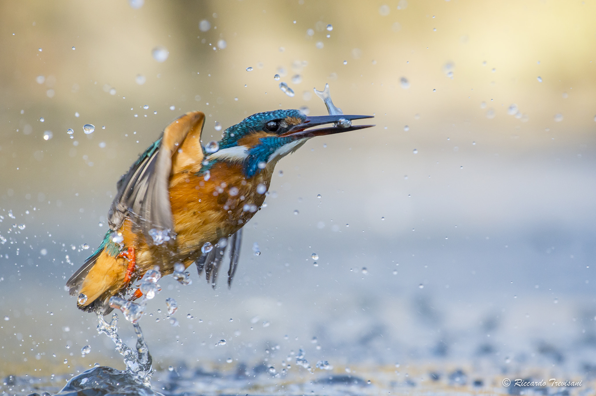 Nikon AF-S Nikkor 70-200mm F4G ED VR sample photo. Kingfisher photography