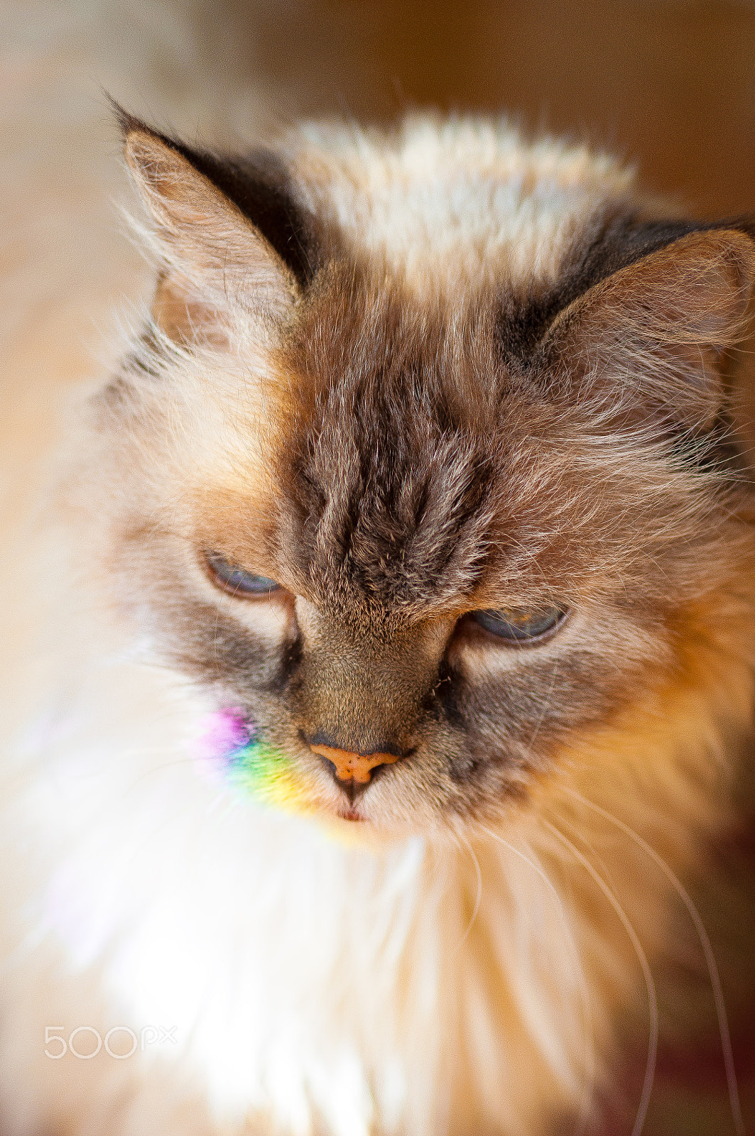 Sigma 105mm F2.8 EX DG Macro sample photo. Rainbow princess photography