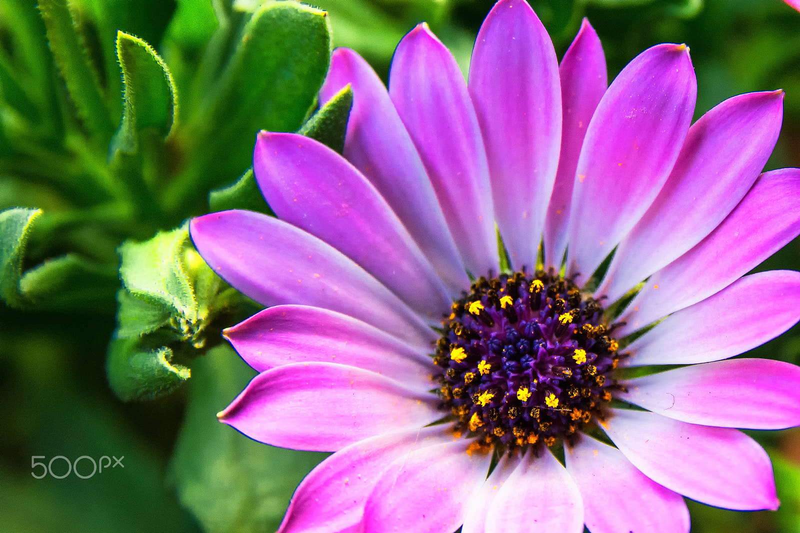 Nikon D7200 + Sigma 17-70mm F2.8-4 DC Macro OS HSM | C sample photo. Colorful daisy photography