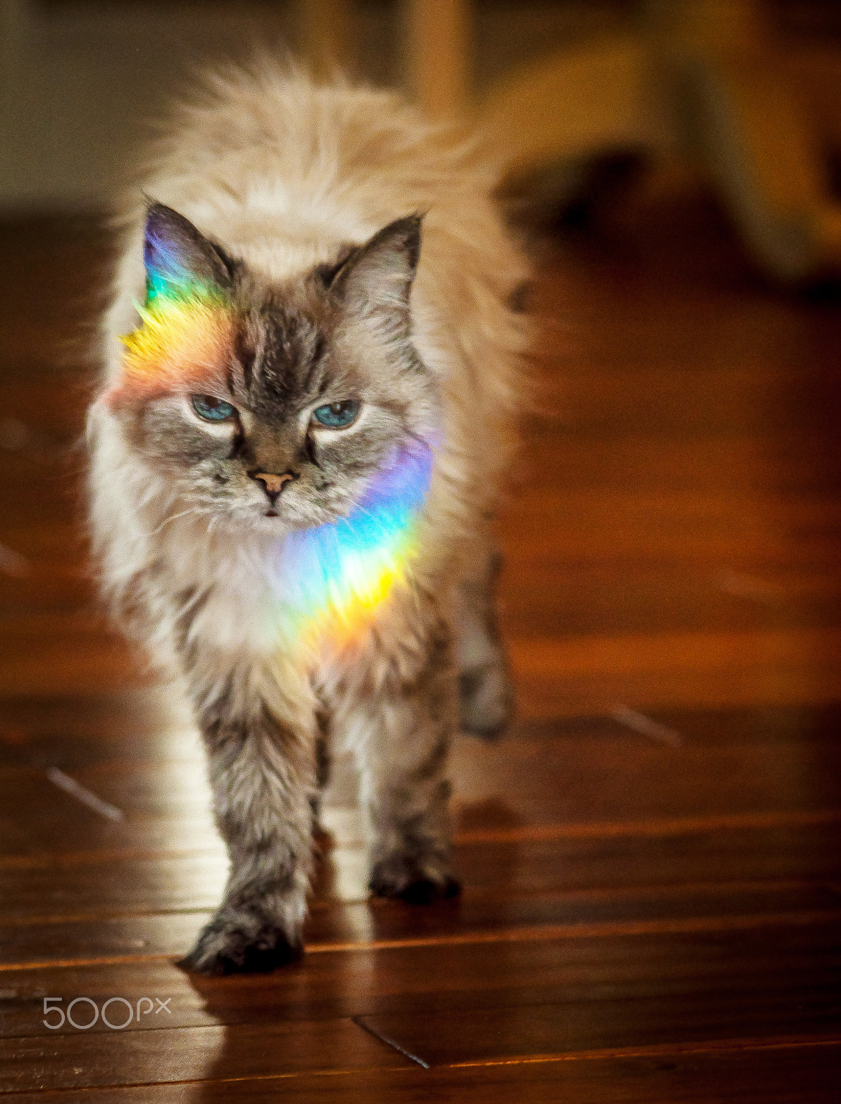 Sigma 105mm F2.8 EX DG Macro sample photo. Rainbow  princess 2 photography