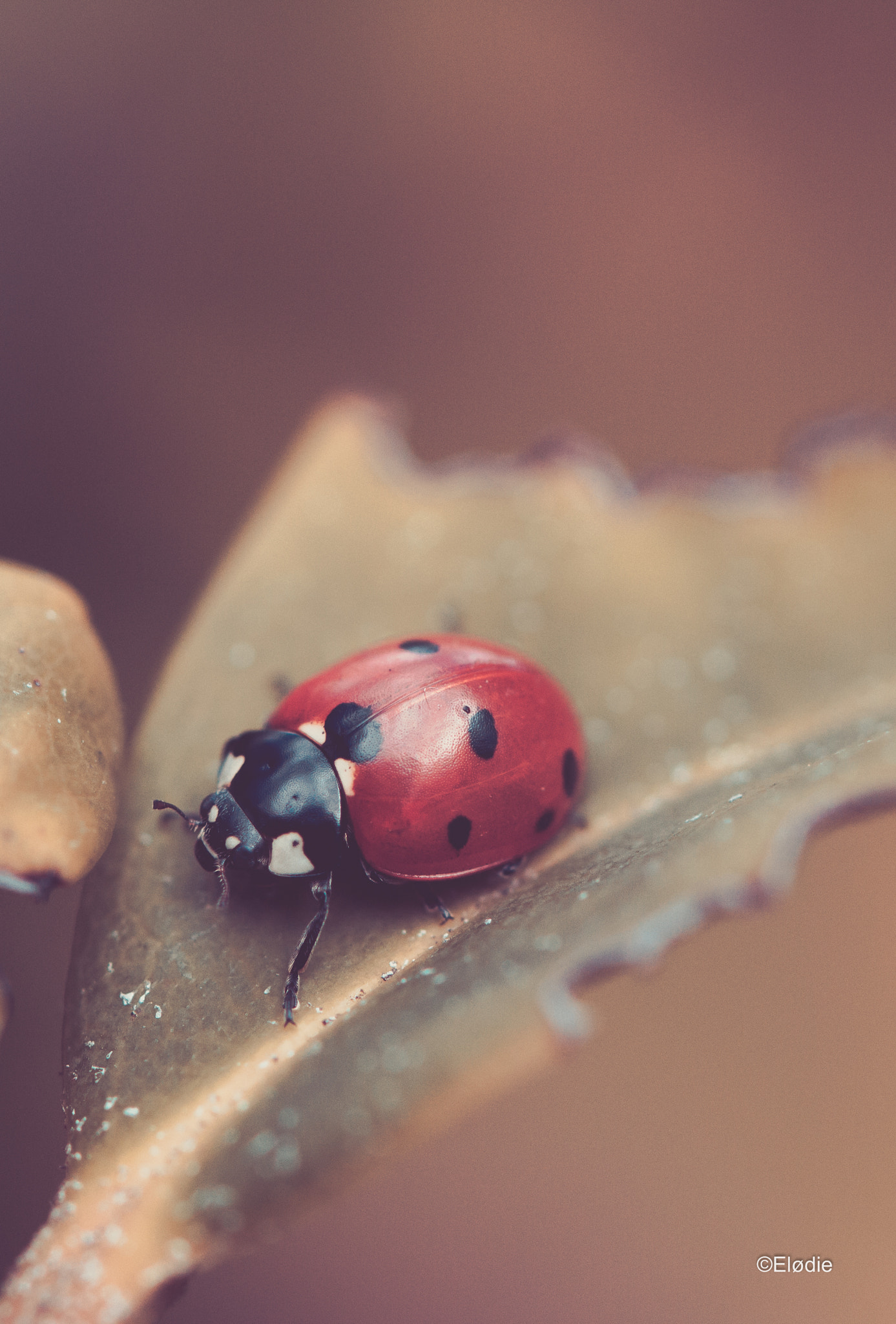 Canon EOS 100D (EOS Rebel SL1 / EOS Kiss X7) + Canon EF 100mm F2.8L Macro IS USM sample photo. Une simple coccinelle photography