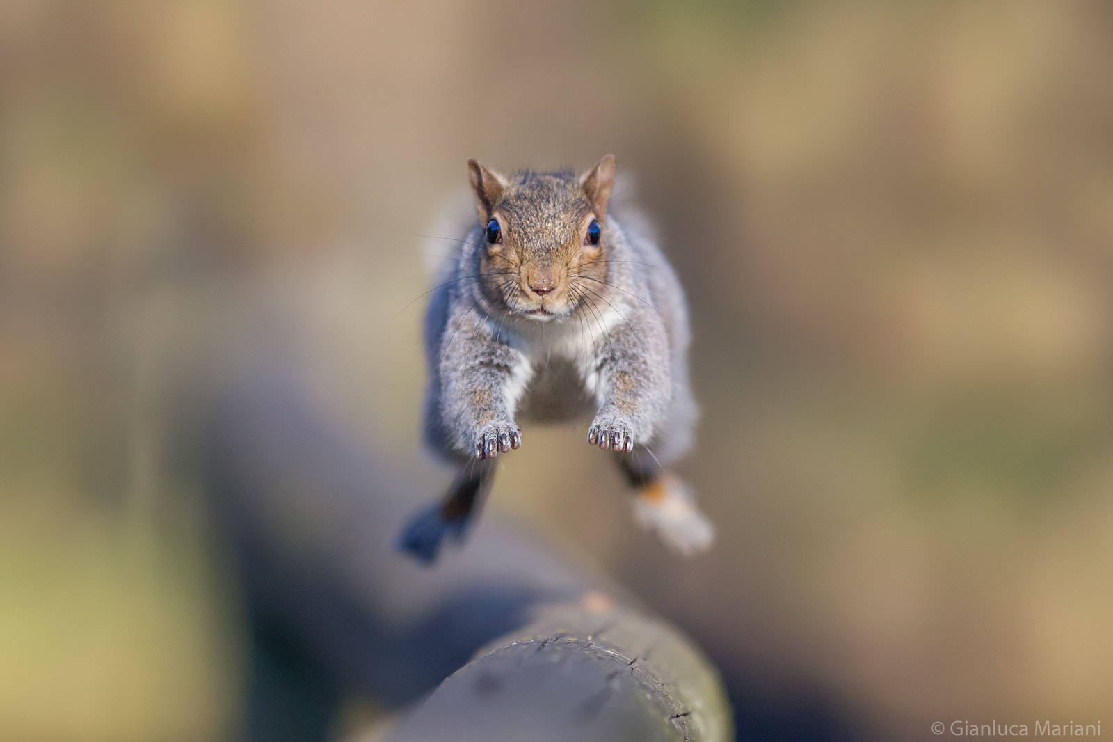 Canon EF 300mm f/2.8L sample photo. The jump photography