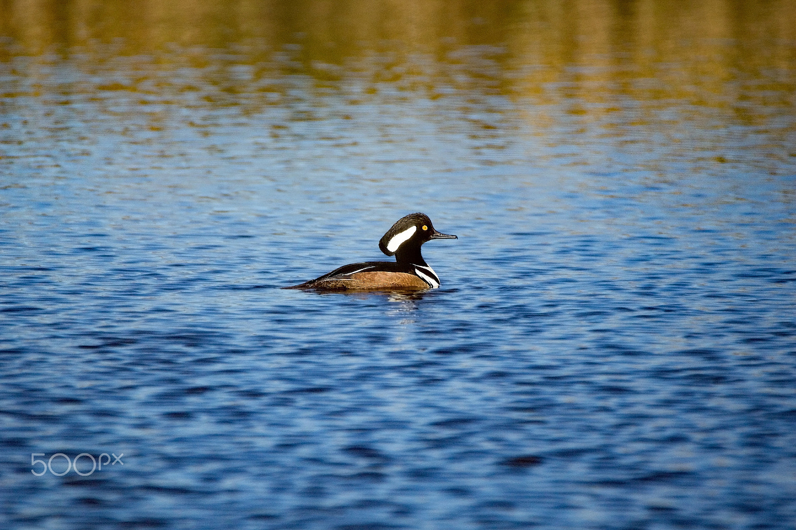 Tamron SP 150-600mm F5-6.3 Di VC USD sample photo. Hooded merganser drake photography