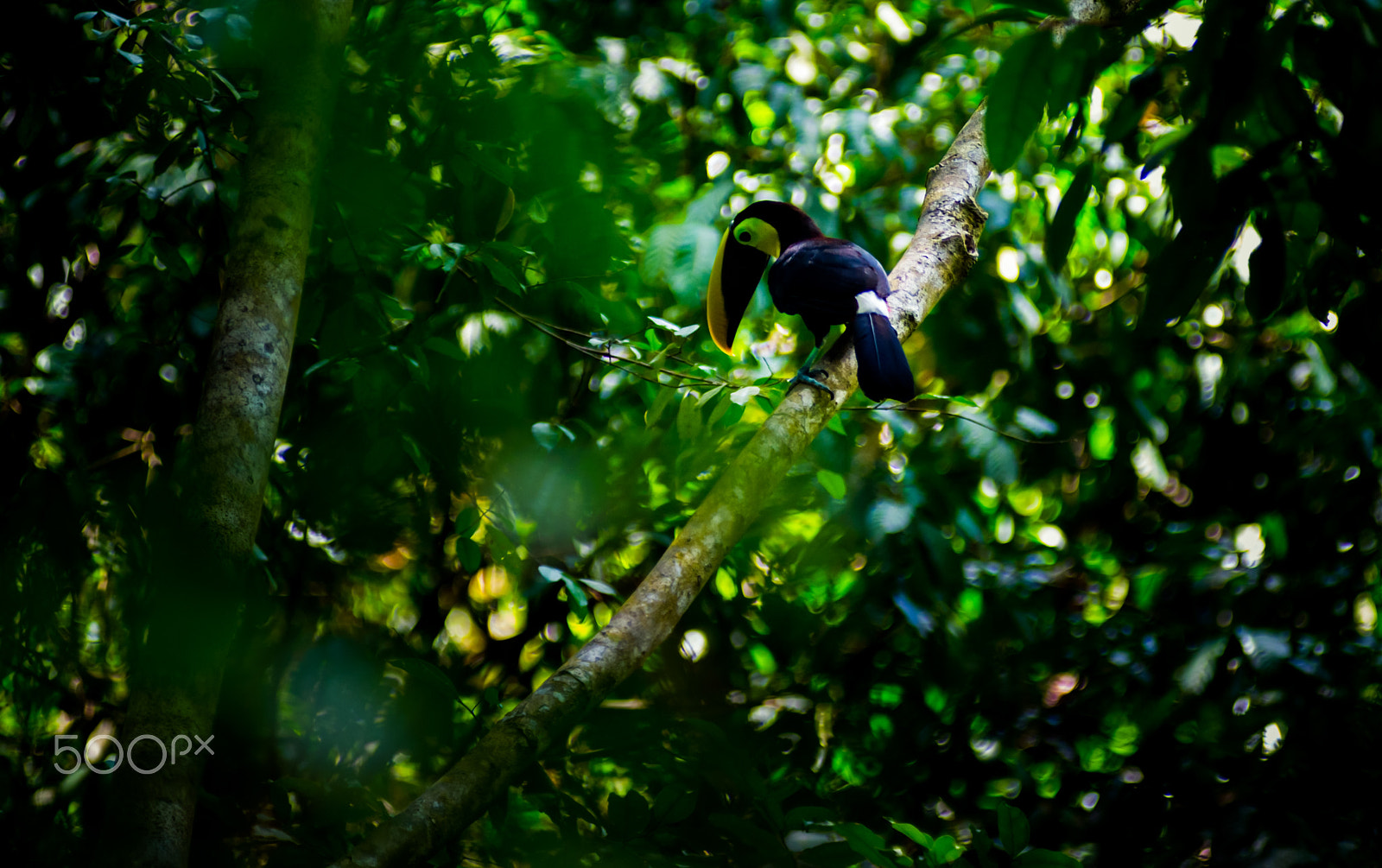 AF Zoom-Nikkor 80-200mm f/2.8 ED sample photo. Swainson tucan photography
