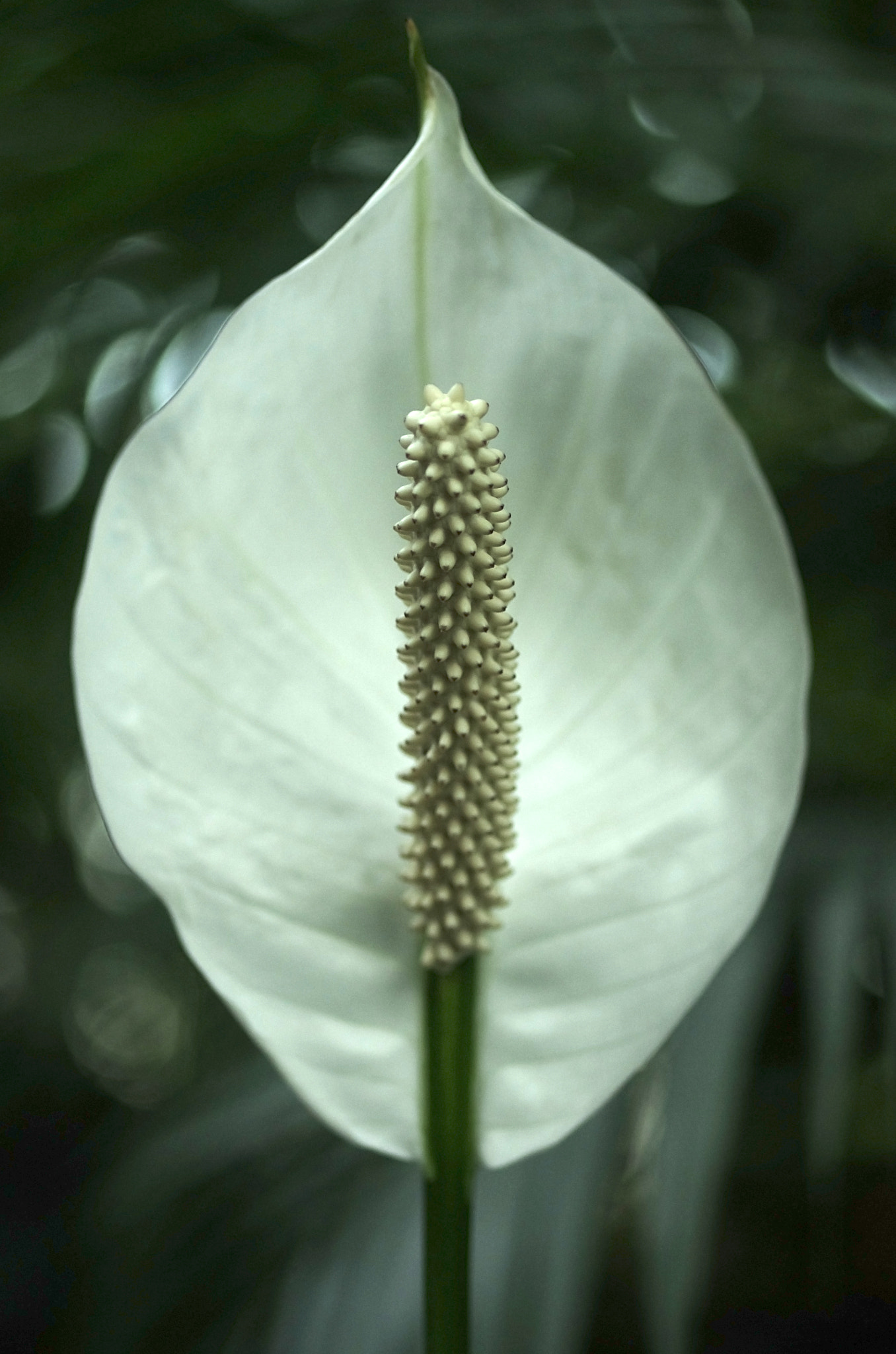 Pentax K-5 + Pentax smc D-FA 50mm F2.8 Macro sample photo. Ghost leaf photography