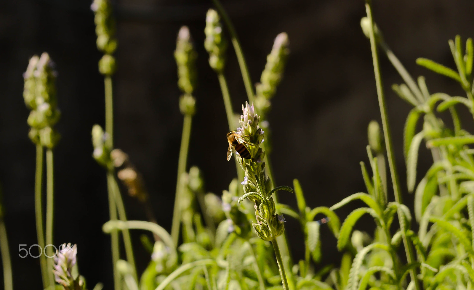 Nikon D3100 + AF Zoom-Nikkor 35-80mm f/4-5.6D sample photo. Spring shift begins photography