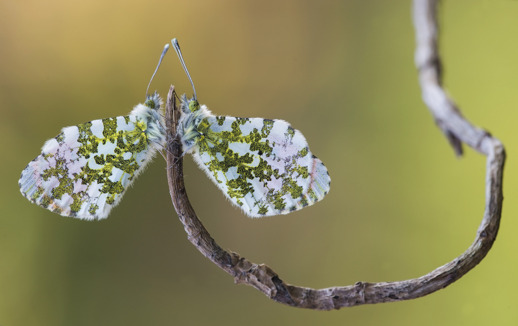 Sigma 150mm F2.8 EX DG Macro HSM sample photo. Le ali del cuore photography