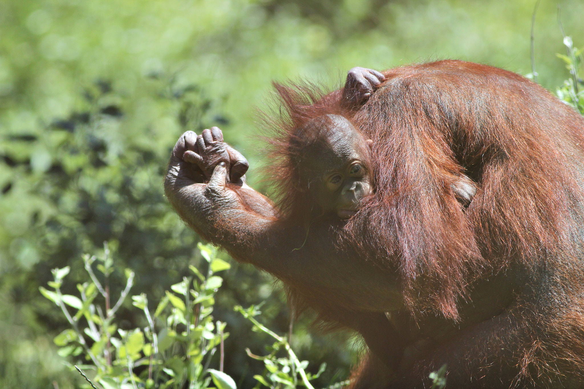 Canon EOS 550D (EOS Rebel T2i / EOS Kiss X4) + Canon EF 400mm F5.6L USM sample photo. Orangutan photography