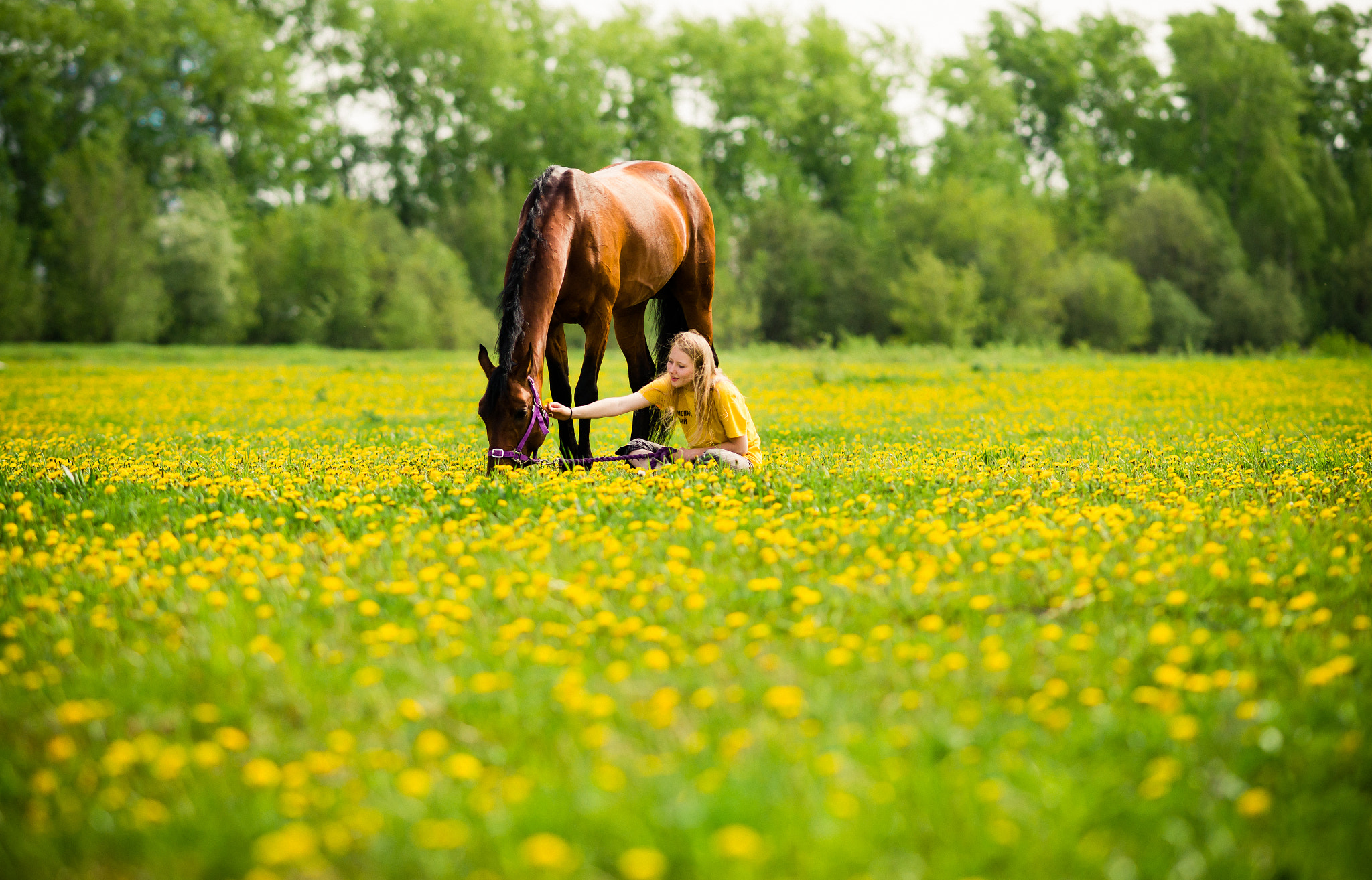 Sony Sonnar T* 135mm F1.8 ZA sample photo. Dandelion field photography