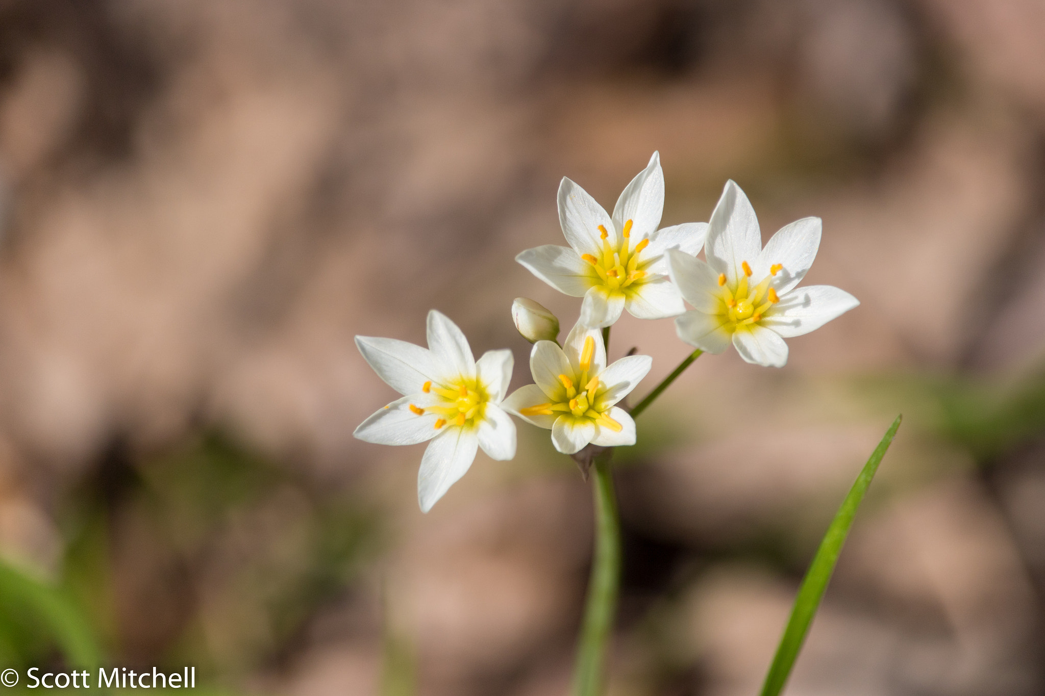 Canon EOS 760D (EOS Rebel T6s / EOS 8000D) sample photo. False garlic photography