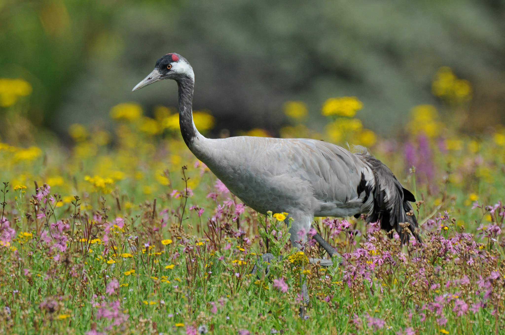 AF-S Nikkor 600mm f/4D IF-ED + TC-14E sample photo. Crane photography