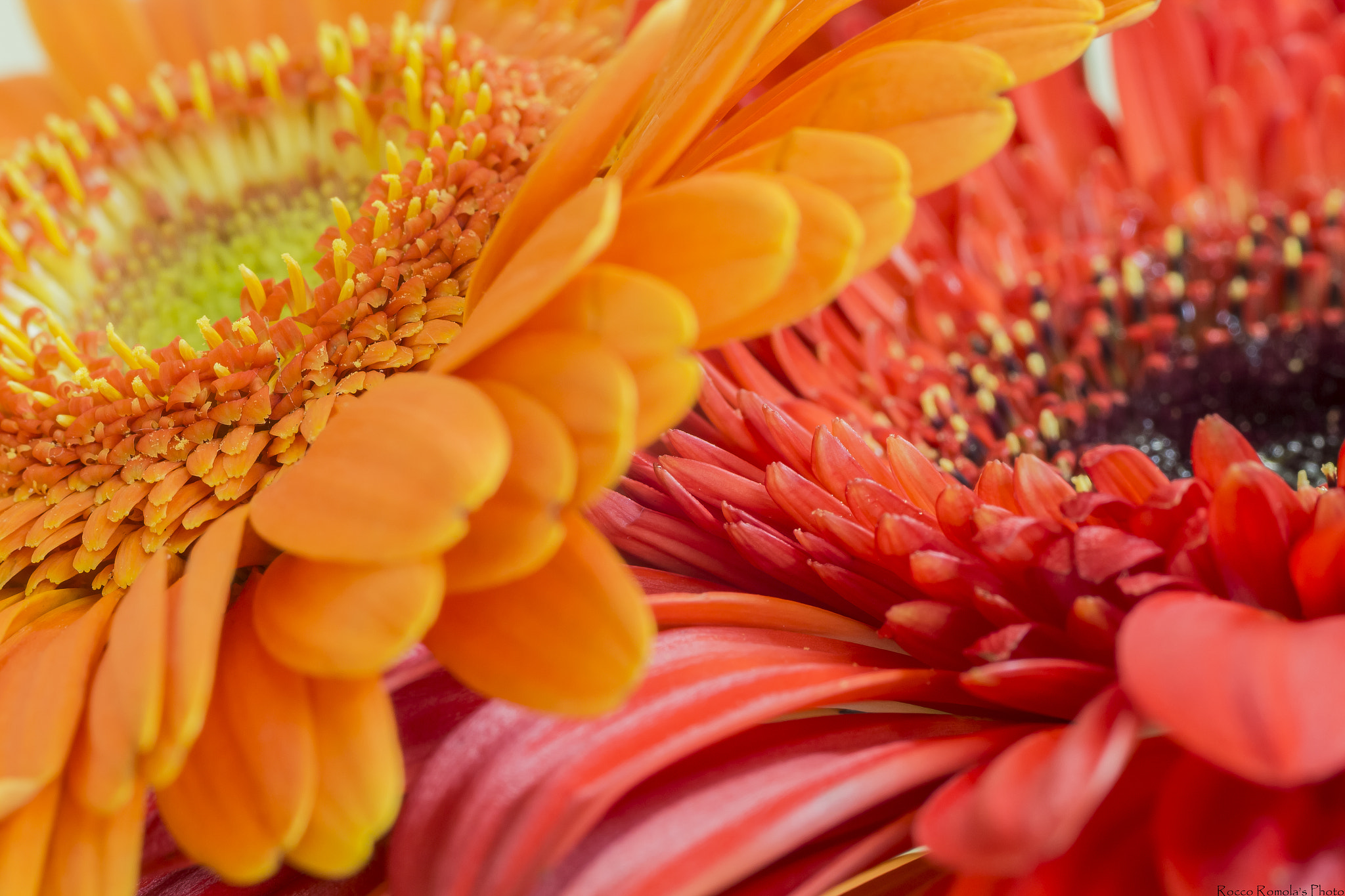 Tamron SP AF 90mm F2.8 Di Macro sample photo. Tinte calde photography