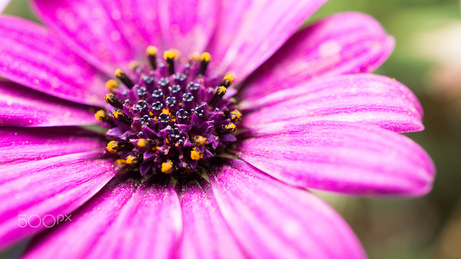 Sony Alpha a3500 + Sony E 30mm F3.5 Macro sample photo. Purple flower photography