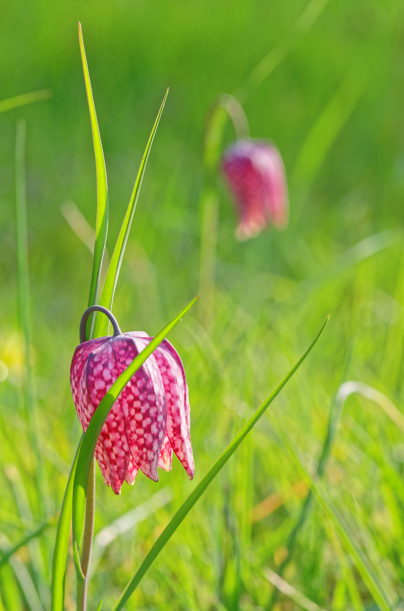 Pentax smc D-FA 100mm F2.8 Macro WR sample photo. Fritillary's singles photography