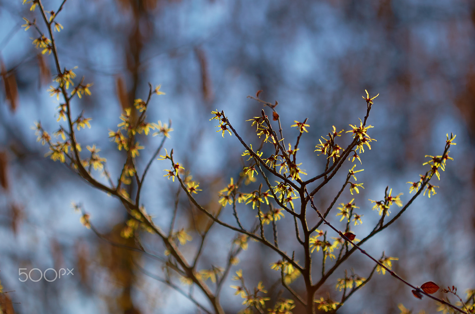 Canon EOS 6D + Canon EF 100mm F2.8 Macro USM sample photo. Springtime - hamamelis intermedia photography