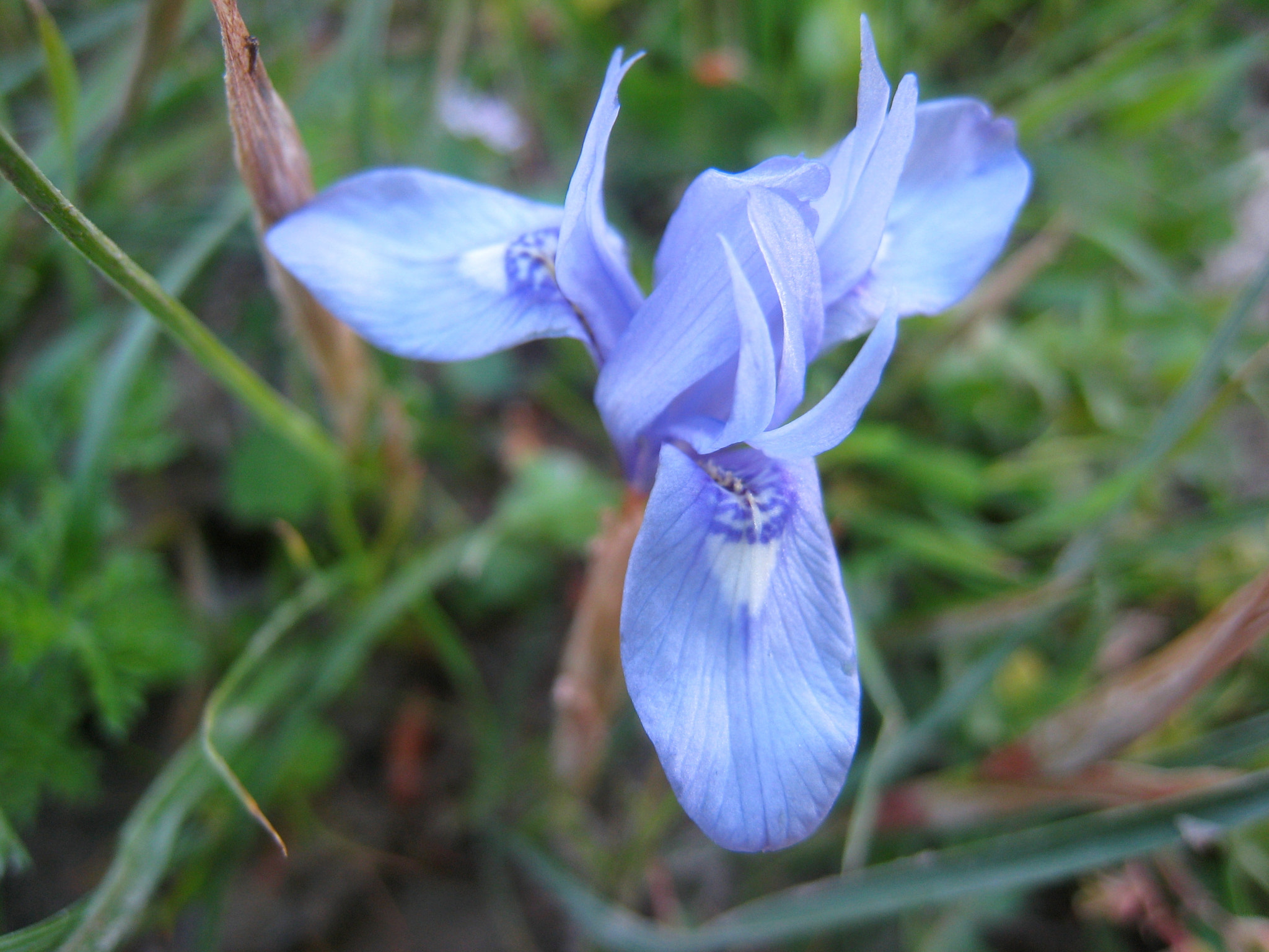 Canon IXY DIGITAL 900 IS sample photo. Blue photography