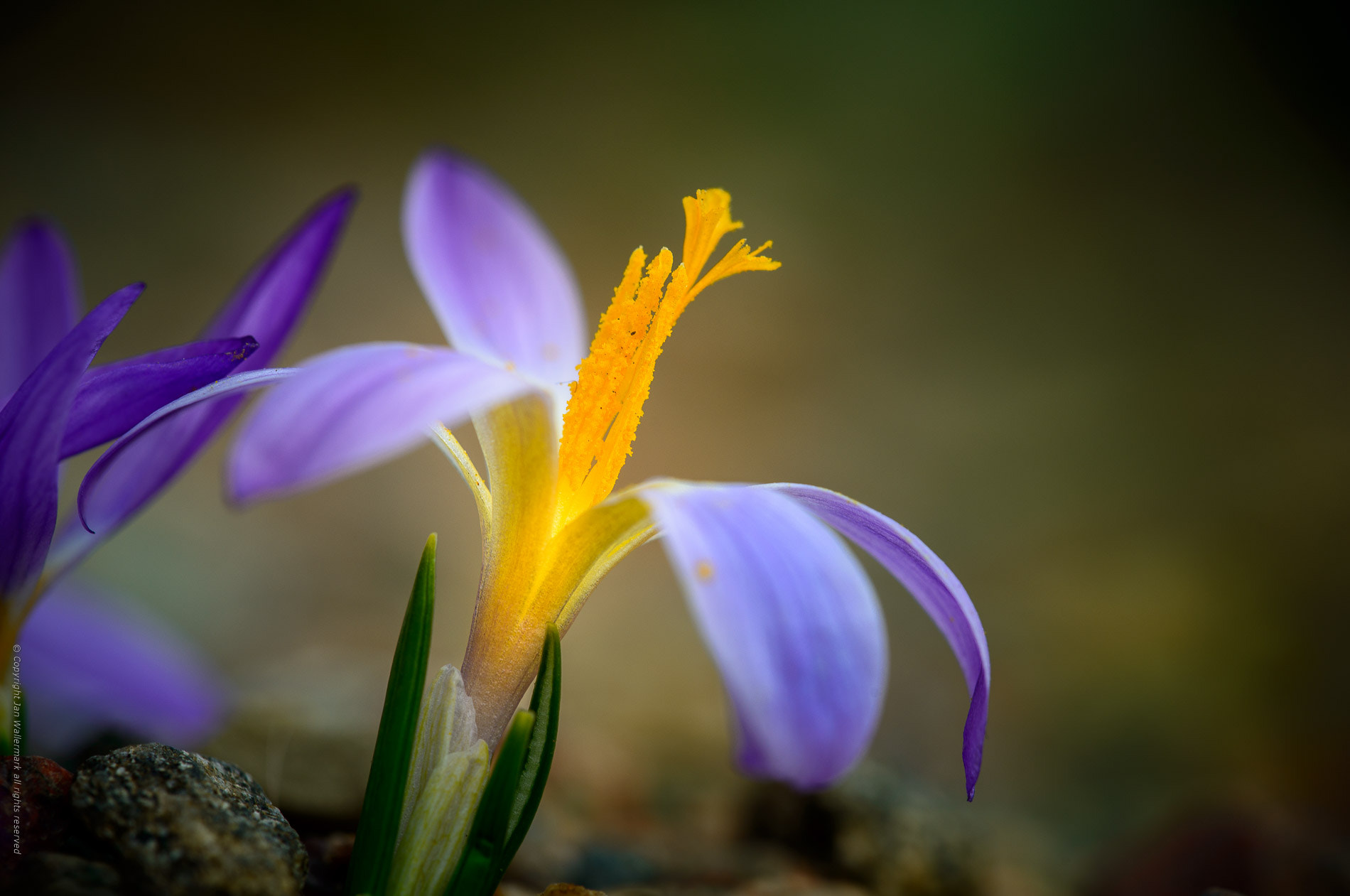 Sigma APO Macro 180mm F3.5 EX DG HSM sample photo. Just time for spring photography